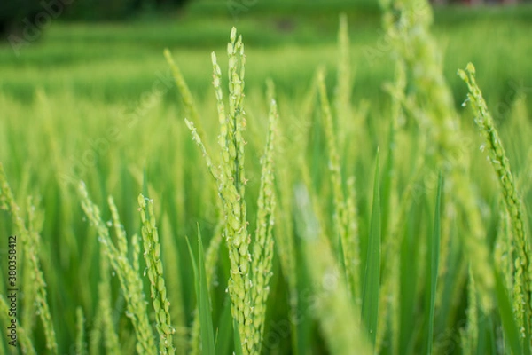 Obraz closed up Green rice field