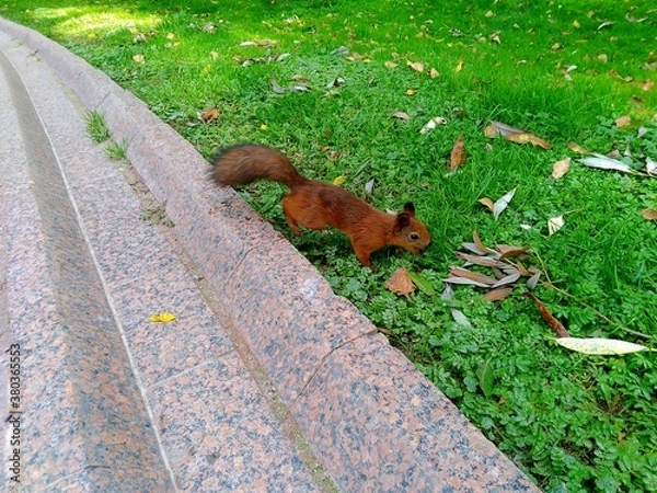 Fototapeta squirrel in the park