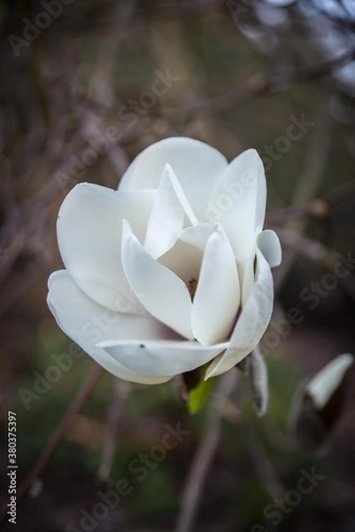 Fototapeta Spring flowers