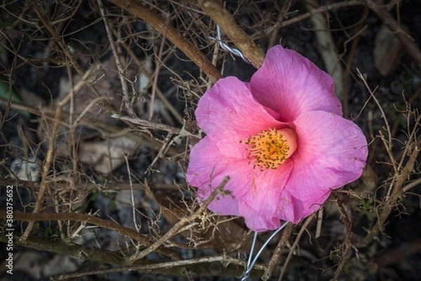 Fototapeta Spring flowers