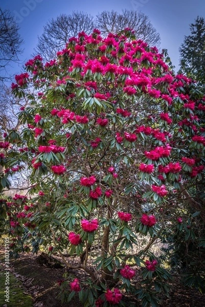 Fototapeta Spring flowers