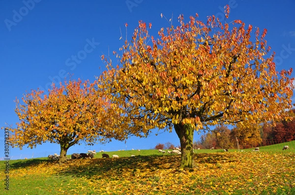 Obraz Kirschbaum im Herbstkleid