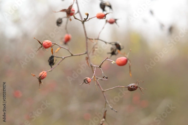 Obraz Chernobyl 2018