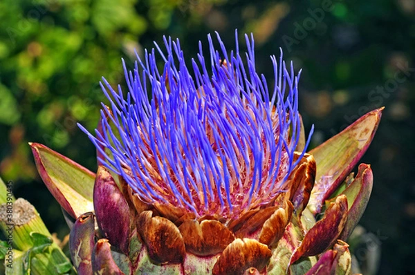 Obraz Artischockenblüte
