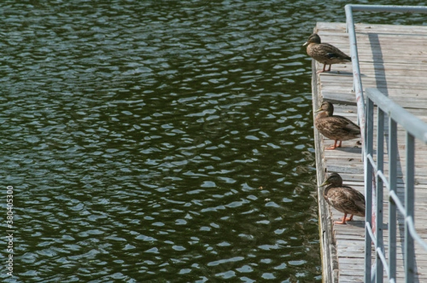 Fototapeta duck beach