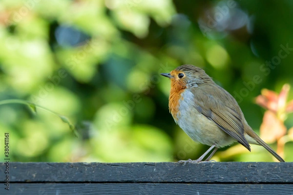 Obraz Wild life in United Kingdom