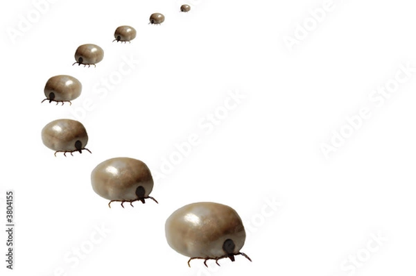 Fototapeta Zecken Marsch