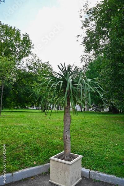 Fototapeta A cultivated palm tree in a ceramic pot in a public park.