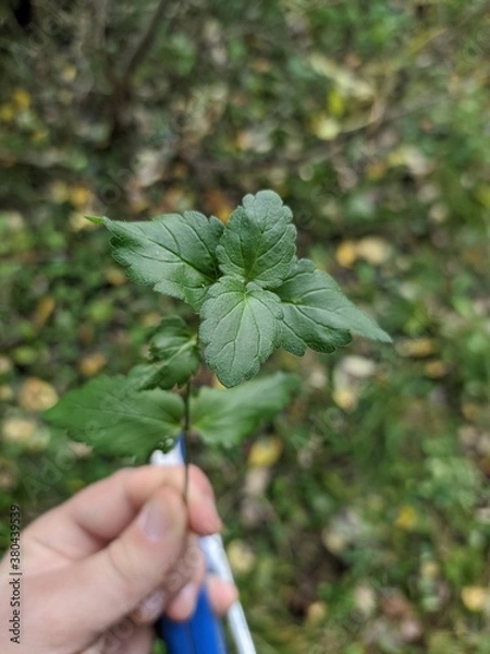 Obraz hand picking a flower