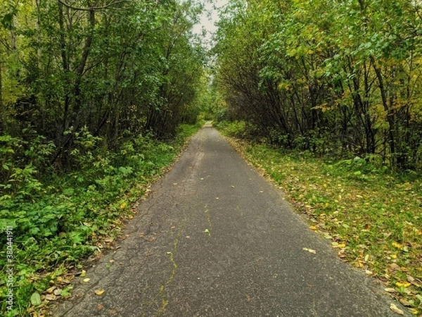 Obraz road in the forest