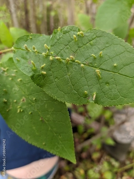 Obraz leaf with water drops