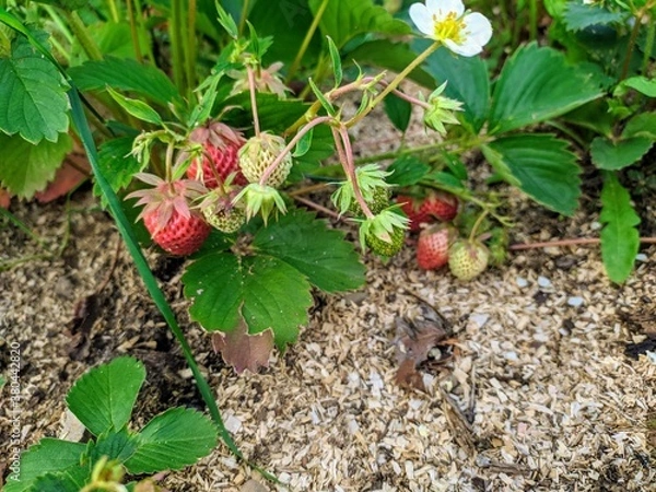 Obraz Strawberries on a bush