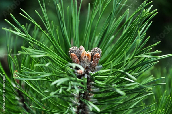 Fototapeta Spruce close-up. Coniferous forest. Textured background.