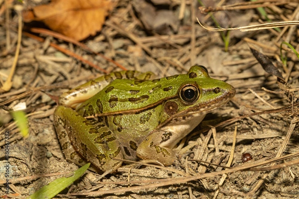 Obraz Southern Leopard Frog - Lithobates sphenocephalus