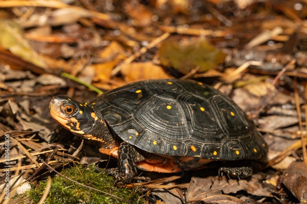 Fototapeta Spotted turtle - Clemmys guttata