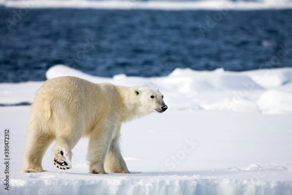 Obraz Polar Bear, Svalbard, Norway