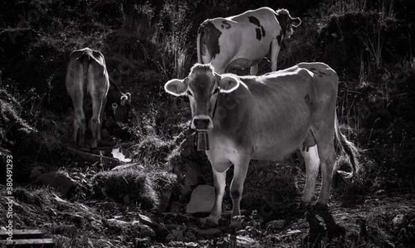 Fototapeta le mucche