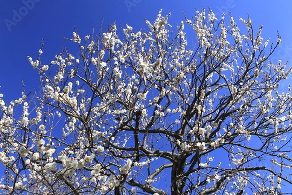 Obraz 梅の花