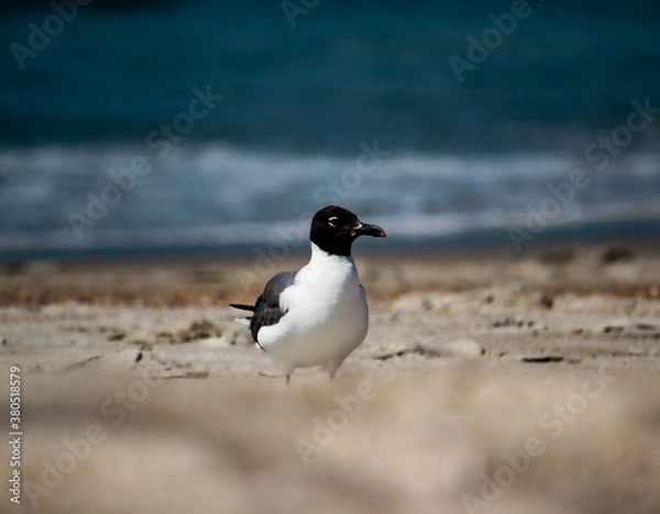 Obraz Laughing Gull