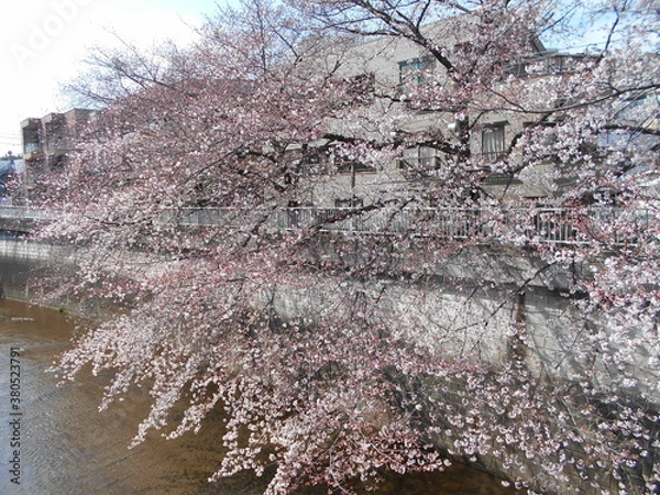 Fototapeta 満開の桜（石神井川）