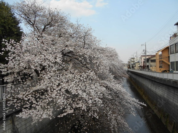 Fototapeta 満開の桜（石神井川）