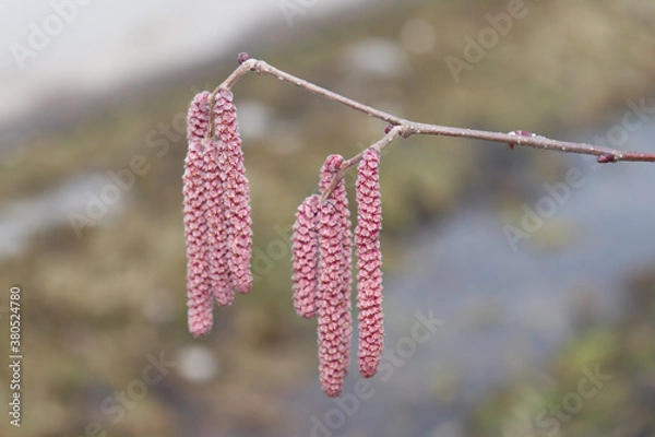 Obraz flowers in spring