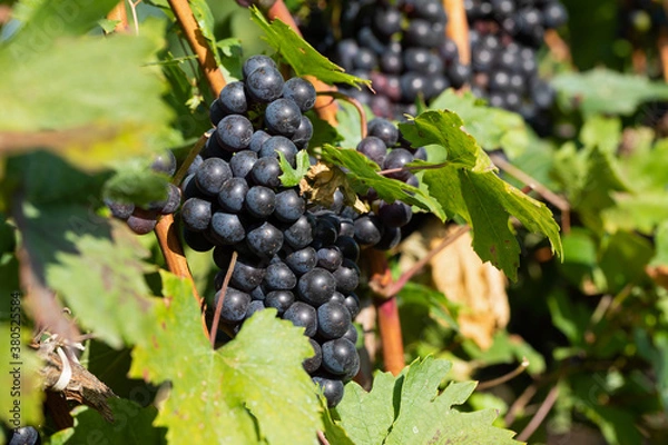 Obraz Vineyard in Romania