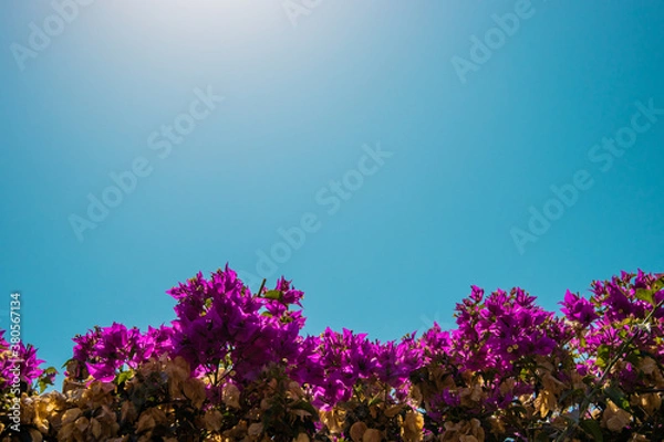 Fototapeta Purple flowers against blue sky