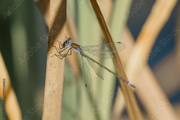 Fototapeta Emerald Damselfly