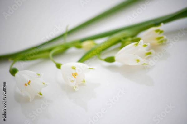 Fototapeta スノーフレーク