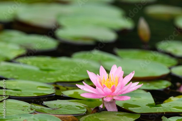 Fototapeta スイレン