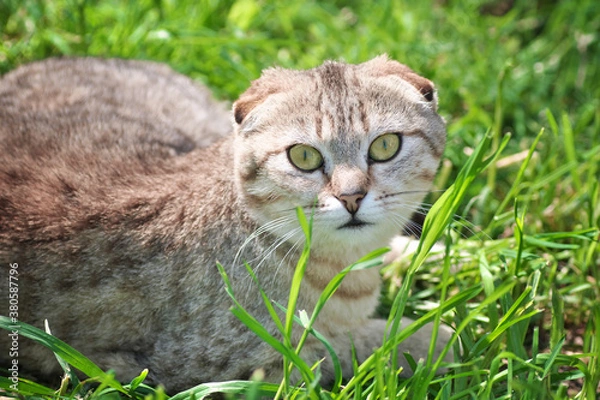 Obraz Cat on the grass