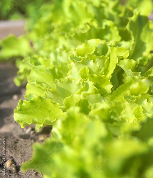 Obraz Lettuce leafs in the garden bed
