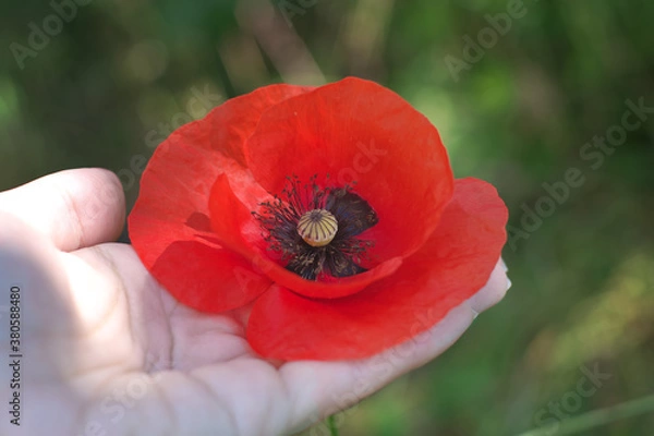 Obraz Poppy in hand