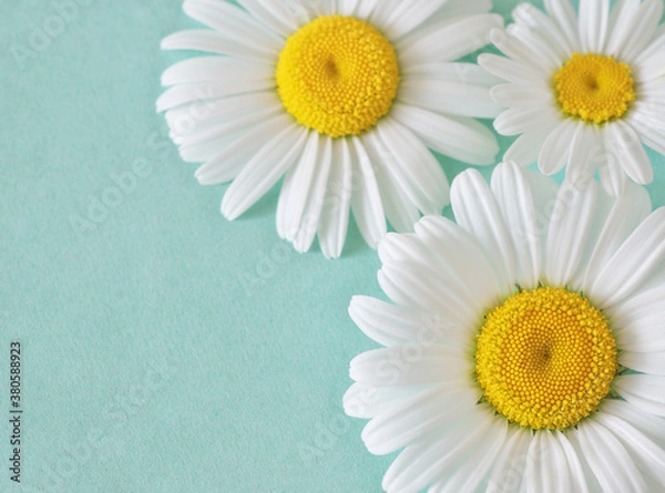 Obraz Daisy flowers on a green background