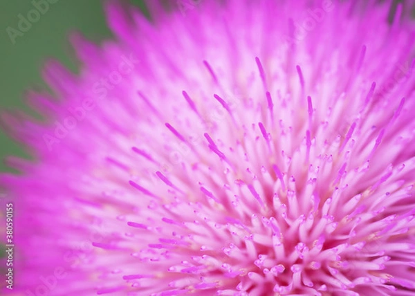 Obraz Pink flower macro