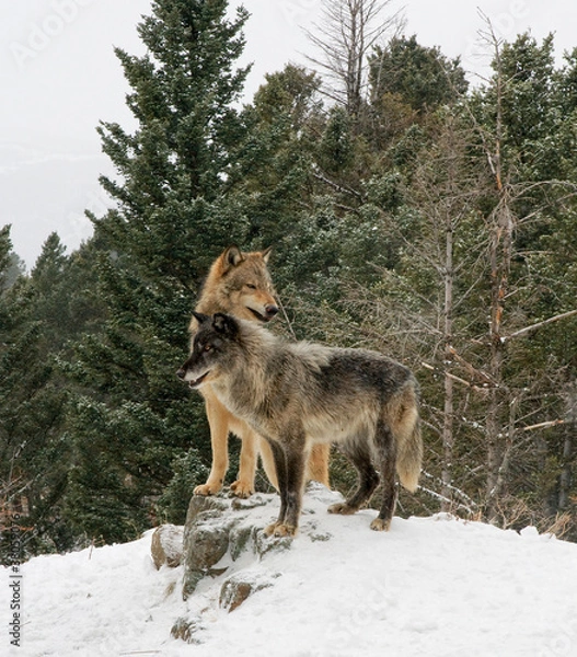 Fototapeta Two wolves on Hill Top