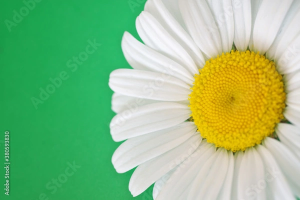 Obraz Daisy flower on a green background