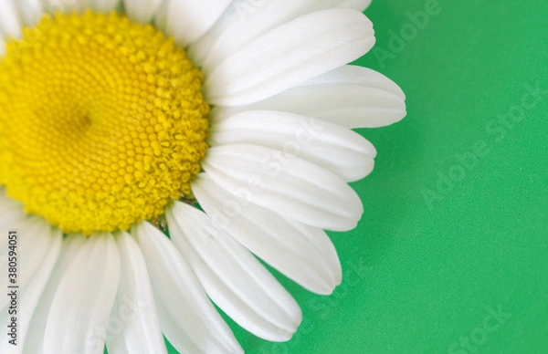 Obraz Daisy flower on a green background