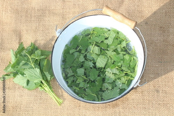 Obraz Brennnesseljauche