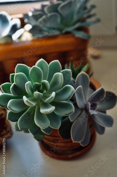 Obraz cactus in a pot