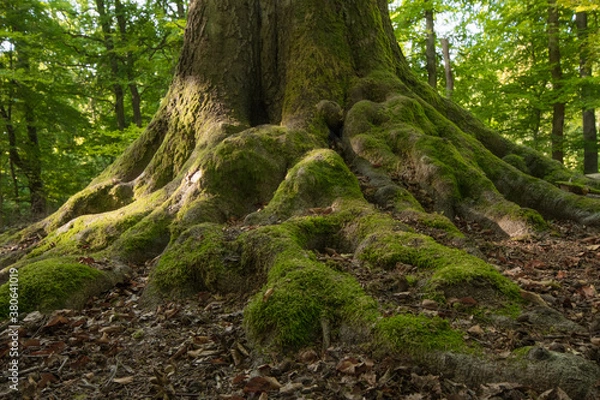 Obraz Gut verwurzelt