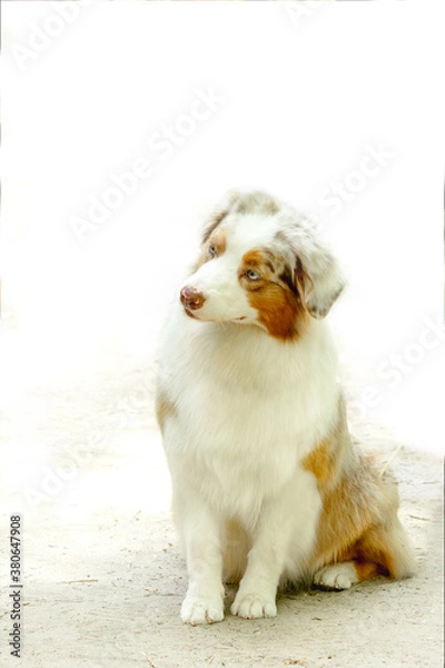 Fototapeta young dog of the breed Australian Shepherd Aussie light with red markings on a light background sits