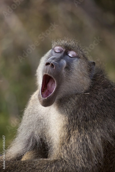 Obraz Yellow Baboon 0147