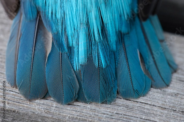 Obraz Gefieder eines Eisvogels