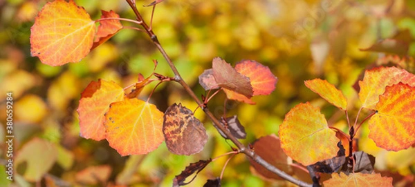 Obraz Aspen branch (or otherwise Populus tremula ) with autumn leaves in the rays of a rich sunset. Narrow focus, macro.