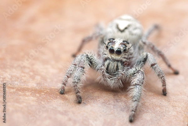 Fototapeta Jumping spider on the leaf