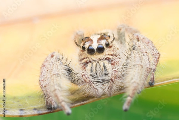 Fototapeta Jumping spider on the leaf