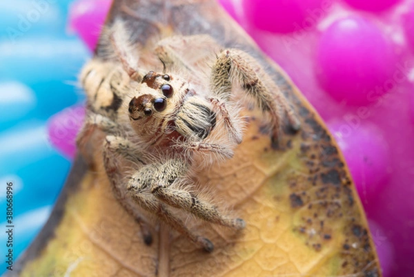 Fototapeta Jumping spider