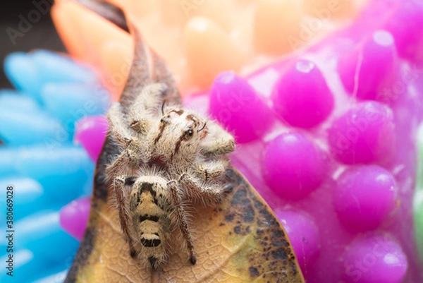 Fototapeta Jumping spider